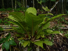 Anthurium caucavallense