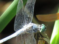 Pachydiplax longipennis