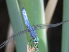 Pachydiplax longipennis
