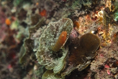 Cochleoceps bicolor