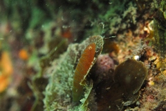Cochleoceps bicolor