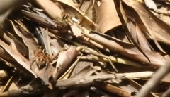 Stenaelurillus lesserti