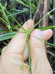 Cyperus trinervis