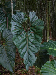 Anthurium salgarense