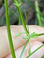 Cyperus trinervis