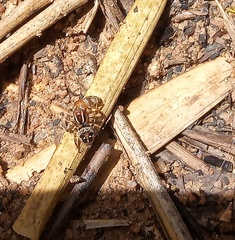 Stenaelurillus lesserti