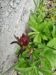 Astrantia carniolica