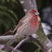 House Finch - Photo (c) Rick Leche, some rights reserved (CC BY-NC-ND)