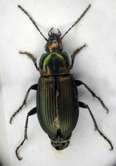 Poecilus cupreus