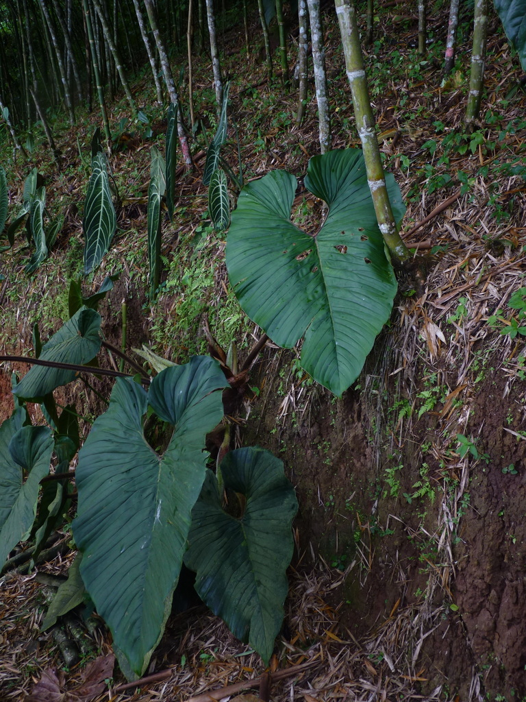Anthurium salgarense  iNaturalist