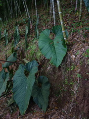 Anthurium salgarense