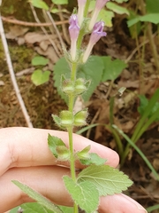 Scutellaria columnae