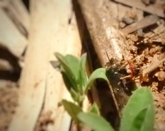 Stenaelurillus lesserti