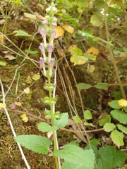 Scutellaria columnae
