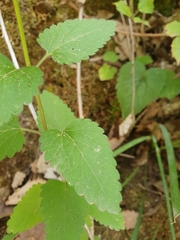 Scutellaria columnae