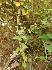 Scutellaria columnae