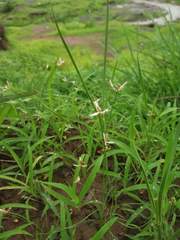 Fimbristylis lawiana