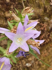 Campanula trachelium