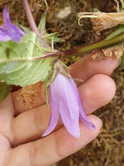 Campanula trachelium