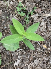 Asclepias syriaca
