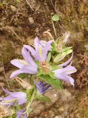 Campanula trachelium