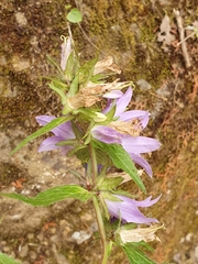 Campanula trachelium