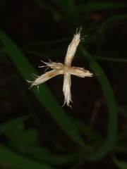 Fimbristylis lawiana
