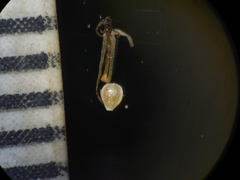 Fimbristylis lawiana