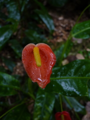 Anthurium vanderknaapii
