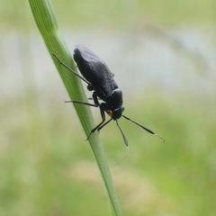 Capsus