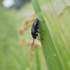 Capsus