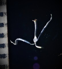 Fimbristylis lawiana