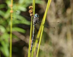 Austroaeschna multipunctata