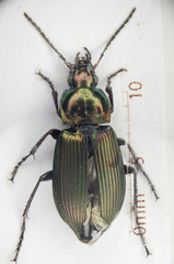 Poecilus cupreus