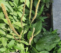Plantago major