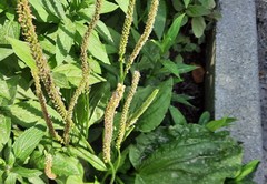 Plantago major