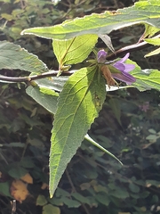 Campanula trachelium