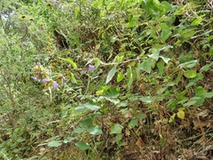 Campanula trachelium