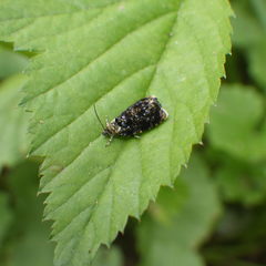Olethreutes auricapitana