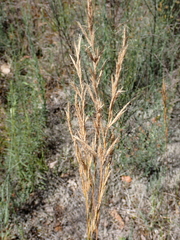 Helictochloa bromoides