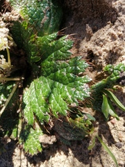 Arctopus echinatus