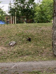 Sciurus carolinensis