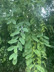 Robinia pseudoacacia