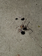 Latrodectus geometricus