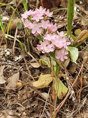 Centaurium