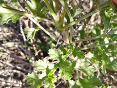 Pelargonium carnosum carnosum