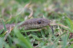 Psammophis