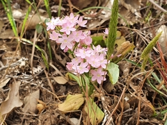 Centaurium