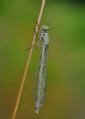 Enallagma cyathigerum