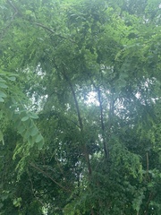 Robinia pseudoacacia